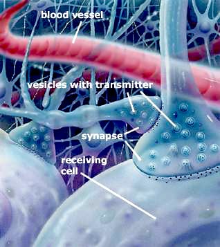 How neurotransmitters work, part 1.