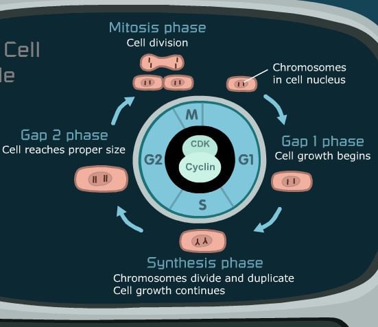 The Control of the Cell Cycle