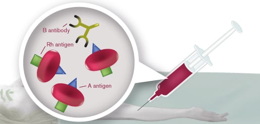 How many blood types are there? - The Tech Interactive