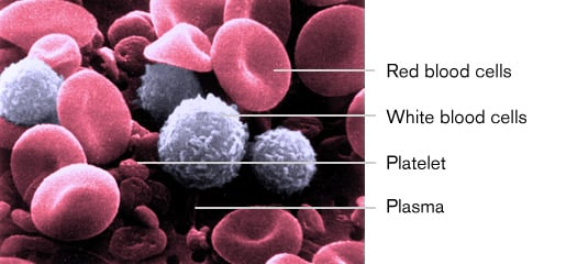 З чого складається кров | Photo: https://educationalgames.nobelprize.org/educational/medicine/bloodtypinggame/1.php