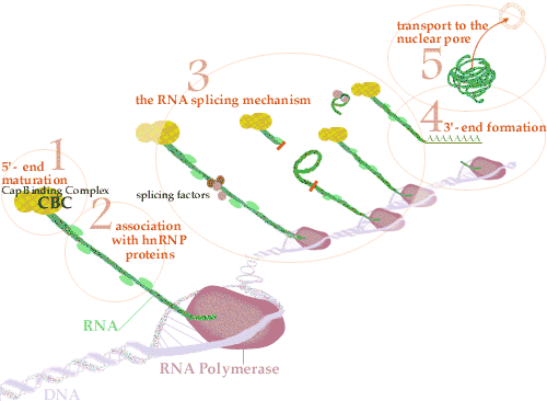 rna processing