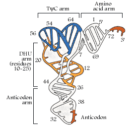 trna structure diagram