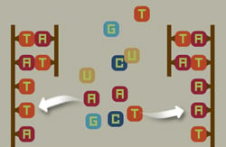 help - DNA - the double helix game