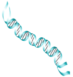 The DNA molecule
