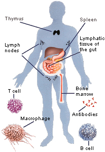 immune system cells