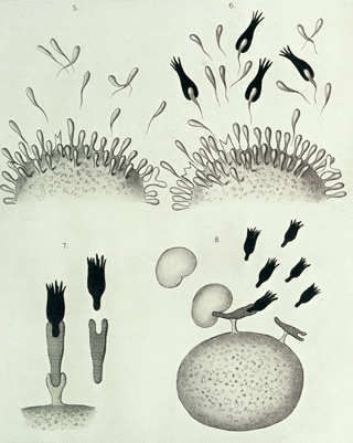 illustration