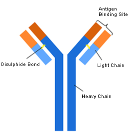 illustration of an antibody