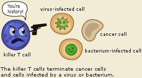 Killer T cell