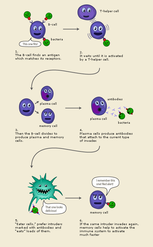 The Immune System - in More Detail