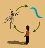 Malaria cycle.