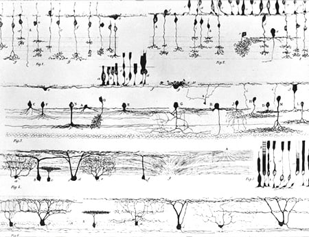 Anatomy of the nervous system.