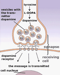 How neurotransmitters work