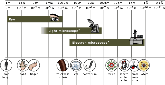 light-microscope-includesphase-contrast-and-fluorescence-microscopes